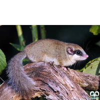 گونه سنجابک درختی Forest Dormouse 